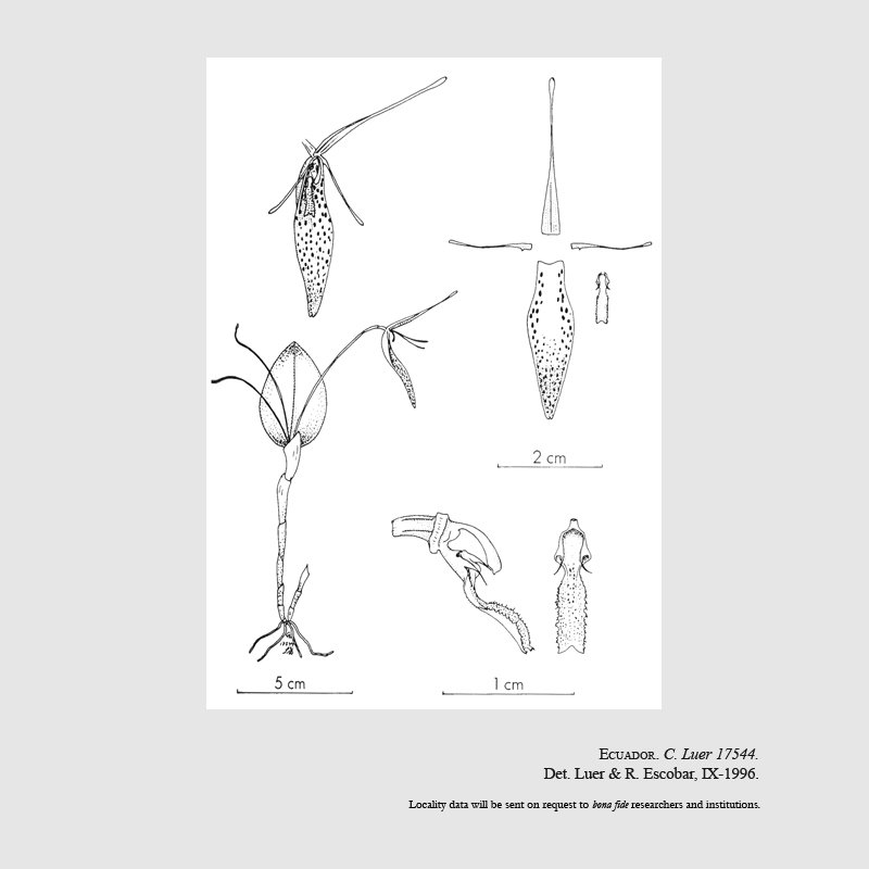 Restrepia condorensis